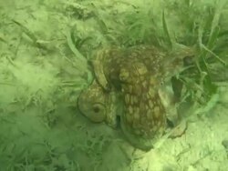 Medium hand-held pan-left pan-right tilt-down - An octopus rests on a sun-dappled ocean floor / Florida, USA Stock Footage