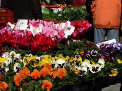 HD: Flowers At The Market Stock Footage