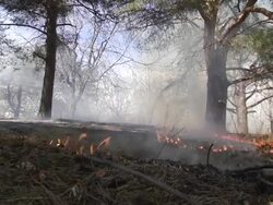 MS, Canada, Ontario, Toronto, Forest fire Stock Footage
