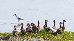 SLO MO Birds in the marsh Stock Footage