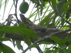 Iguana on the tree Stock Footage