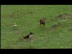 Birds eating termites on ground, predator satiation, Nagarahole, India Stock Footage
