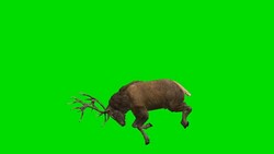 Stag Horn Green Screen Stock Footage