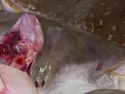 ECU Decapitated shark head on fish market counter / Brunei, Brunei Darussalam Stock Footage