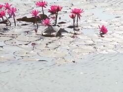Water lily Lotus in Pond Stock Footage