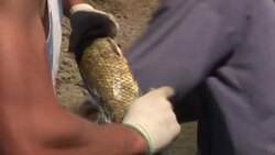 80% of Portugal enduring severe drought News Clip