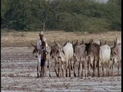MS Gujarat, Indian man and boy lead herd of cattle through desert, Gujarat, India Stock Footage