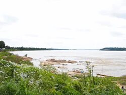 Flower of grass next to the mekong river. Stock Footage