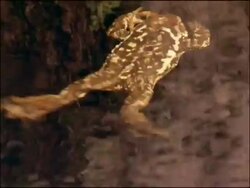 Natterjack Toad (Epidalea calamita) swimming, Andalucia, Spain Stock Footage