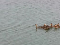 Duck and Six Ducklings Swimming Stock Footage