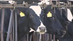 California Targets Dairy Cows in Climate Fight News Clip