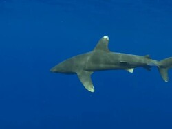 MS Oceanic whitetip shark / Hawaii, United States Stock Footage