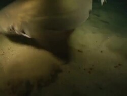 MS PAN Shot of Ragged tooth shark swimming above reef seabed then turning quickly and churning up sand / Aliwal Shoal, Kwa Zulu Natal, South Africa Stock Footage