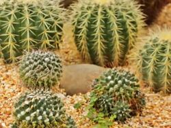 Cactus Stock Footage
