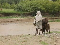 Men with donkeys by the road Stock Footage