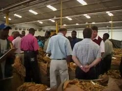 VOICED: Like the country, Zimbabwe's tobacco industry going up in smoke News Clip