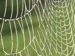 CU Shot of spiderweb with dewdrops / Nittel, Rhineland Palatinate, Germany Stock Footage