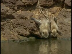 CU Hanuman Langurs, Semnopithecus entellus, drinking from lake, Bandhavgarh National Park, India Stock Footage