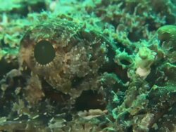 Scorpion fish, Macro with lights, head. Mexico  Stock Footage