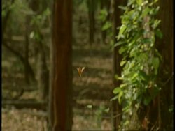 MS seeds falling from trees to jungle floor, Bandhavgarh National Park, India Stock Footage