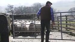 Herding the Flock Stock Footage