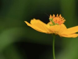 Mantis Stock Footage