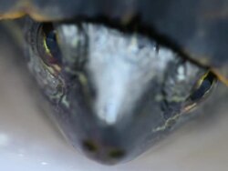 Extreme Close Up of Red Eared Slider Turtle Stock Footage