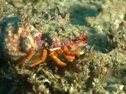 ECU Halloween hermit crab sitting and feeding next to clams on rock / Matola, Maputo, Mozambique Stock Footage