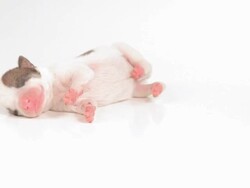Newborn cute puppy isolated Stock Footage