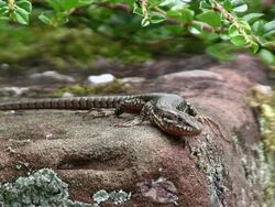  MS View of lizard on stone / Oberstdorf, Bavaria, Germany  Stock Footage