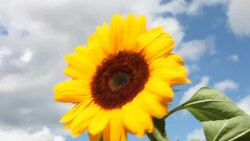 Sunflower in a strong wind Stock Footage