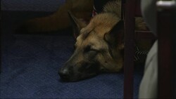 Hill Push for Dogs to Help with Veterans' PTSD News Clip