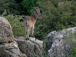 F/S male wild goat Stock Footage