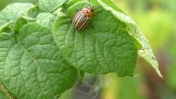 Colorado potato beetle crawling on a leaf Stock Footage