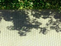 Shadows of trees in the wind Stock Footage