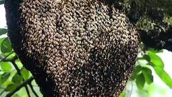 Honey Bee Swarm In The Tree Stock Footage