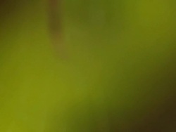 spider Stock Footage