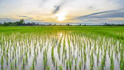 Green rice field and sunset, Time lapse HD. Stock Footage