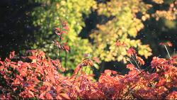 Insects flying in late summer warmth, Holehird, Windermere, Lake District, UK. Stock Footage
