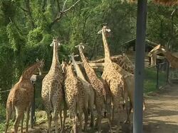 Pull Back Shot Giraffes Safari World Bangkok Thailand Stock Footage