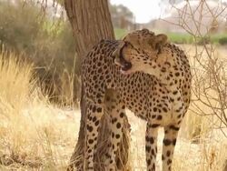 Cheetah Stock Footage
