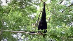 Gibbons on Tree Stock Footage