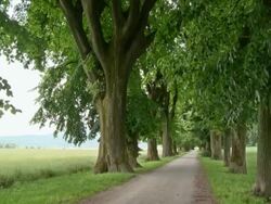 HD CRANE: Green Trees In The Park Stock Footage