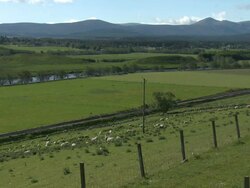 WS Sheep in grassy field near river / Nethy Bridge, Speyside, Scotland Stock Footage