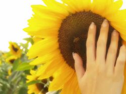HD DOLLY: Woman's Hand Touching Sunflower Stock Footage