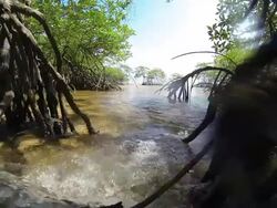 Mangrove forest Stock Footage
