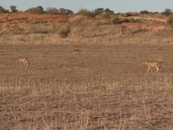 Cheetahs in the Kalahari Desert Stock Footage