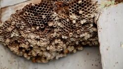 Yellow wasp Stock Footage