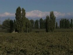 VOICED: Argentine wine rises in the ranks News Clip