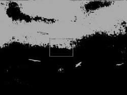 Birds circulating in the sky Stock Footage